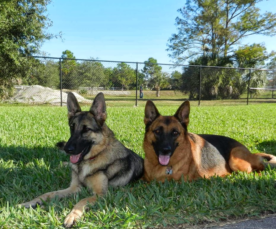 German Shepherds